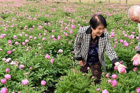 芍药种植间距多少厘米