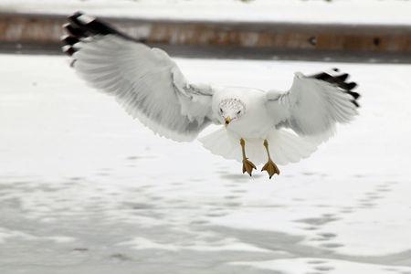 大雁和海鸥谁大