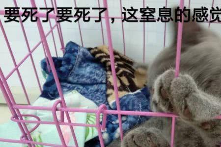 猫咪犯错关笼子里多久