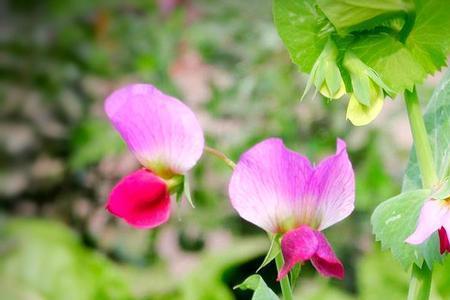 白色豌豆花花语