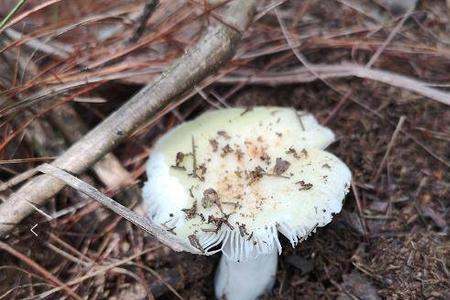 自己家里野生的蘑菇可以吃吗