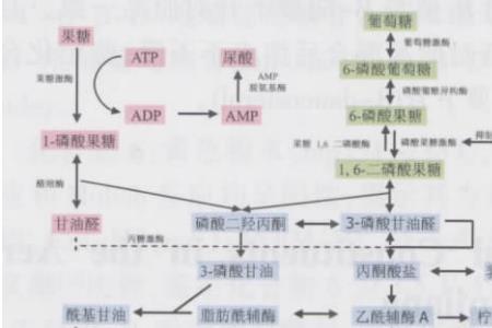 糖原的储存场所