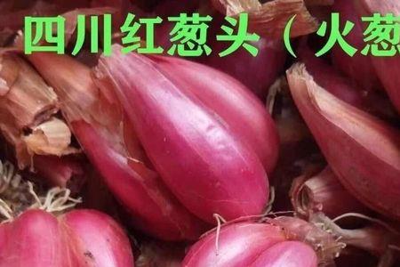 四川小火葱种植亩需要多少种子