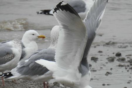 海鸥和白鹭怎么区分