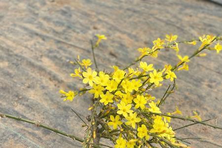 类似迎春花的长春花