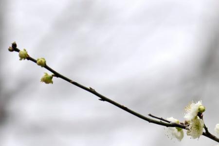 绿萼梅和合欢花是一种花吗