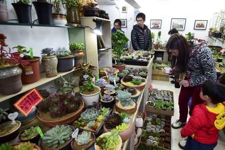 杭州凤起路花鸟市场营业时间