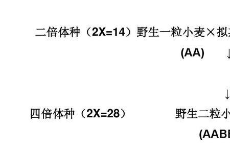 四倍体植物的特点