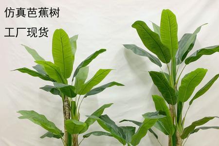 芭蕉树和椰子树的区别