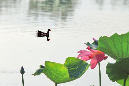 水波滟滟是什么意思