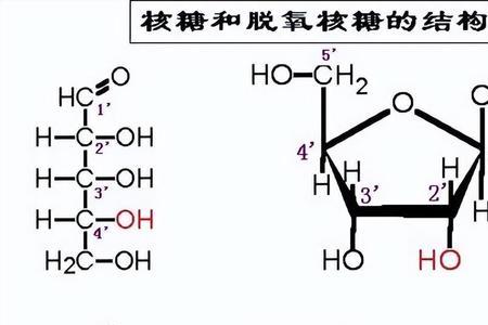 脱氧核糖核苷酸化学式