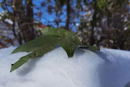 整天整夜雪花就这样忙碌着续写