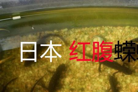 红腹蝾螈多大可以繁殖