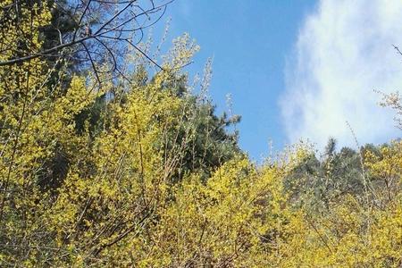 济南黄花山景区要门票吗