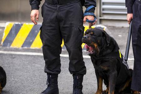 为什么警犬要绝育