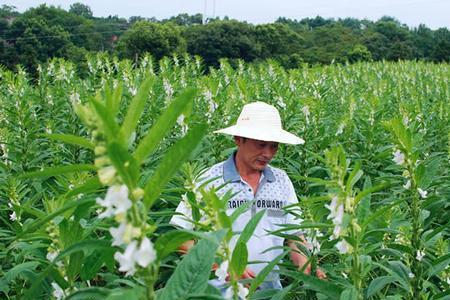 芝麻农历几月种