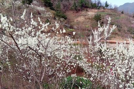 关于李子花的相关资料