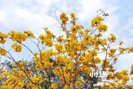 黄花风铃花语