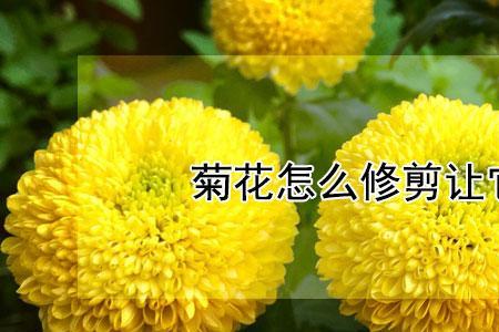 龙头菊花怎么养