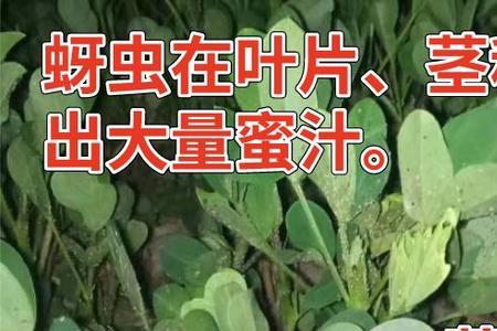 花生地大白虫叫什么名字