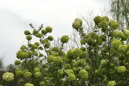 欧洲木本绣球花语