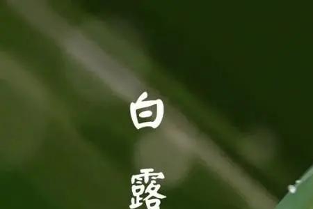 戈壁白露是什么