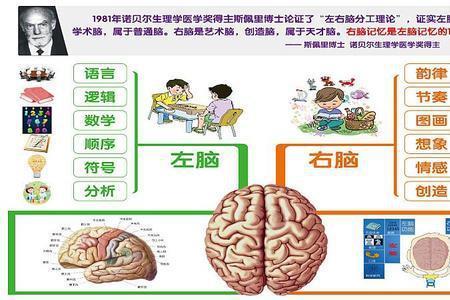 人类平常是用左脑还是右脑