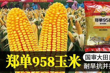 禾博士135玉米种高产抗倒伏吗