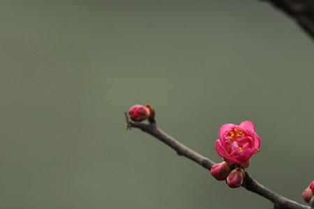 有花开暗香来的意思