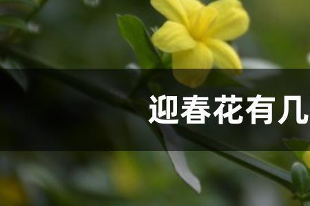 迎春花广东可以种吗