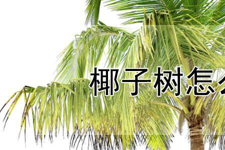 椰树容易种植吗