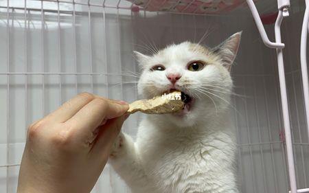 猫能吃哪些冷的食物