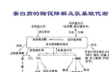 生物酶和化学酶的区别