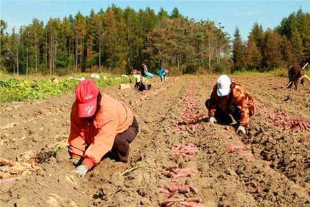 沈阳地区地瓜什么时候收获