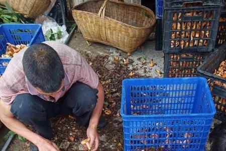 枞树菌湖北主要产地