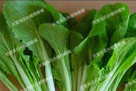 什么时间撒白菜秧