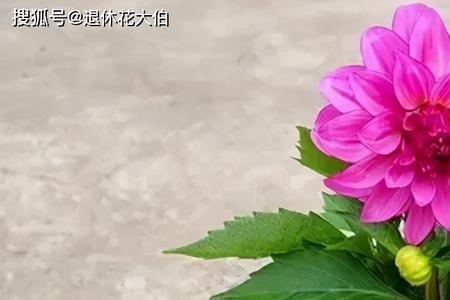 小丽花可以水生根吗