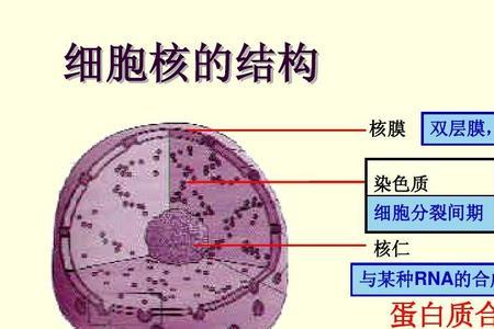 细胞核内含什么物质