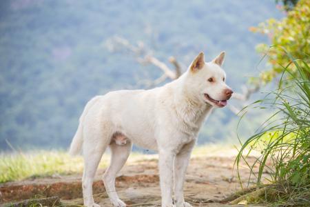 白色中华田园犬好吗