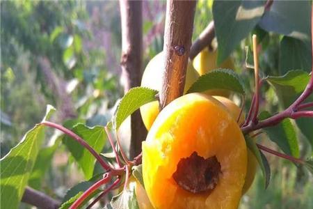 吊干杏河南适合种植吗