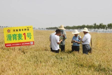 新麦1号小麦种高产吗