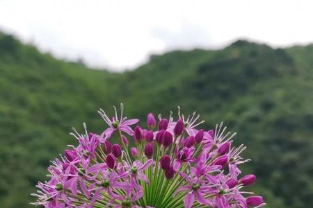 石韮花开放的季节