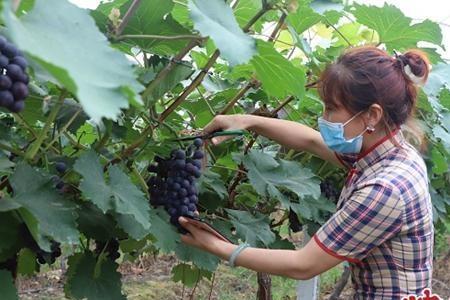 河南信阳固始适合种植什么葡萄