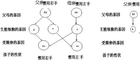 基因突变和相对性状的区别