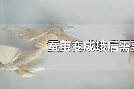 家里蚕蛹变成了蛾子怎么弄出去