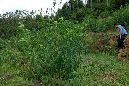 鹰嘴桃种植范围