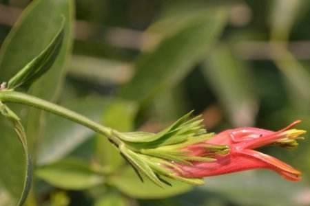 拐棍花的学名