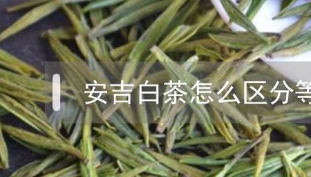 湖州白茶和安吉白茶的区别