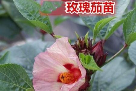 红桃k可以剪枝种植吗