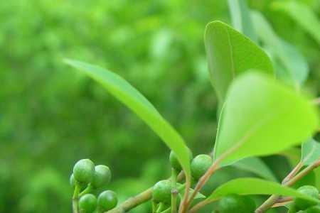 山苍子能嫁接吗